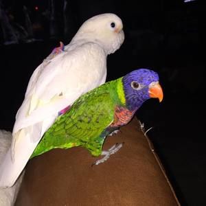 Meet your Posher, Candice